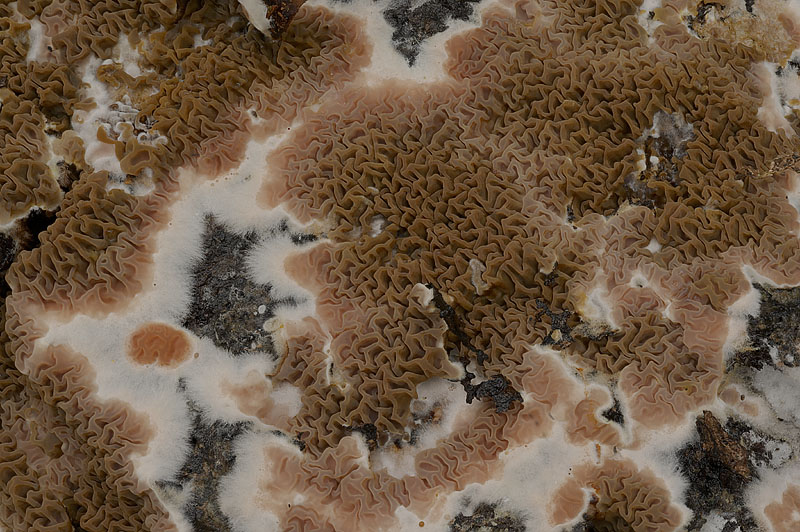 Serpula himantioides